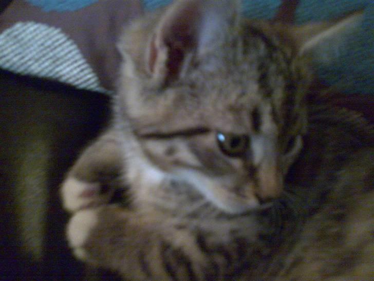 Huskat Emil billede 7