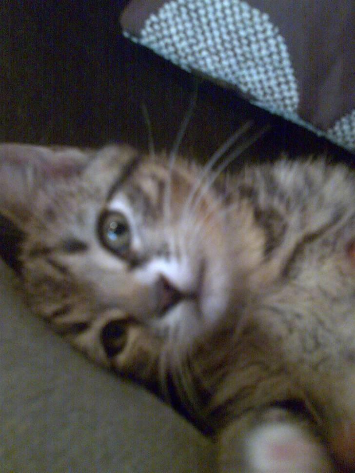 Huskat Emil billede 8