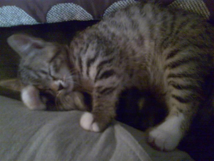 Huskat Emil billede 9