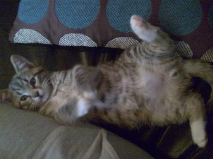 Huskat Emil billede 10