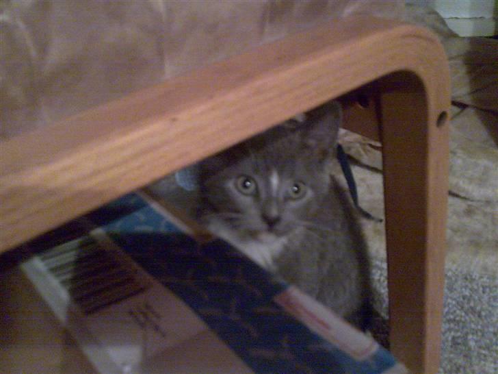 Huskat Bastian billede 1