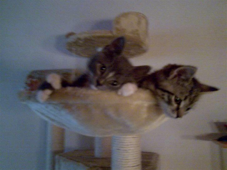 Huskat Bastian billede 2