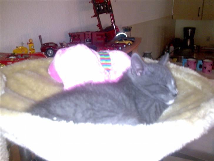 Huskat Bastian billede 3