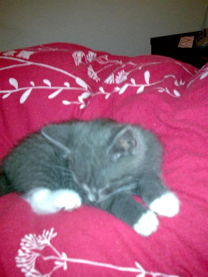 Huskat Bastian billede 4