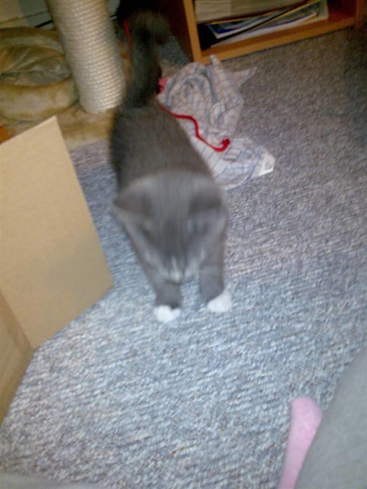 Huskat Bastian billede 5