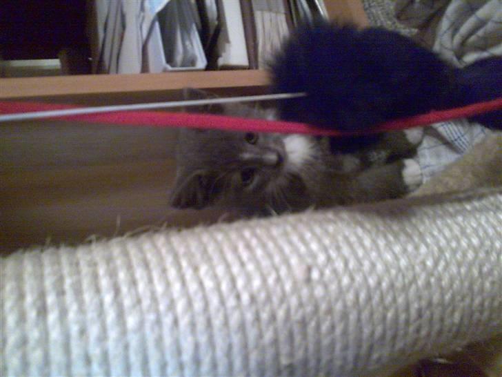 Huskat Bastian billede 6