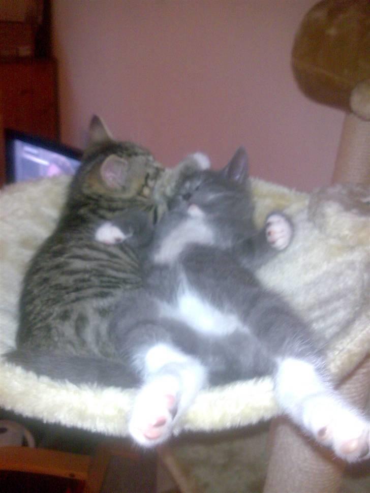 Huskat Bastian billede 7