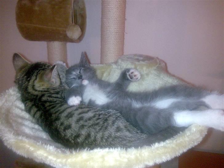 Huskat Bastian billede 8