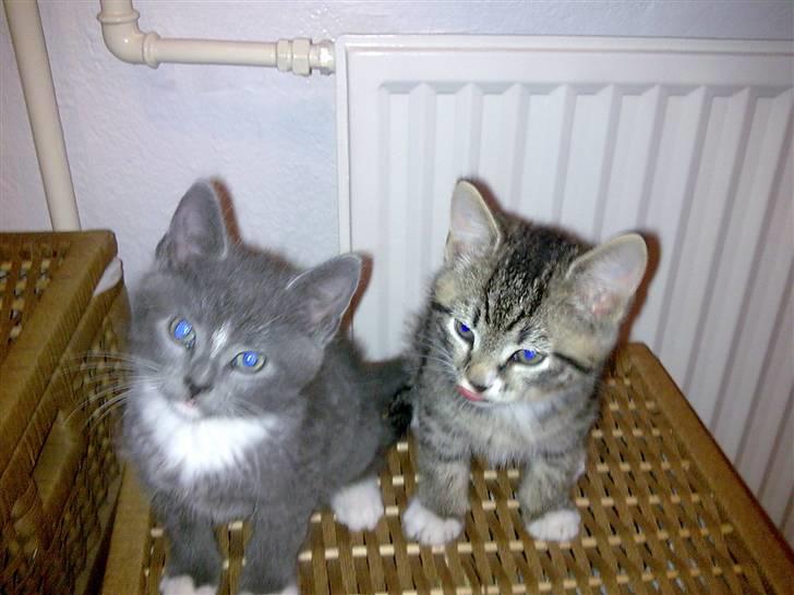 Huskat Bastian - Bastian og hans bror Emil billede 9