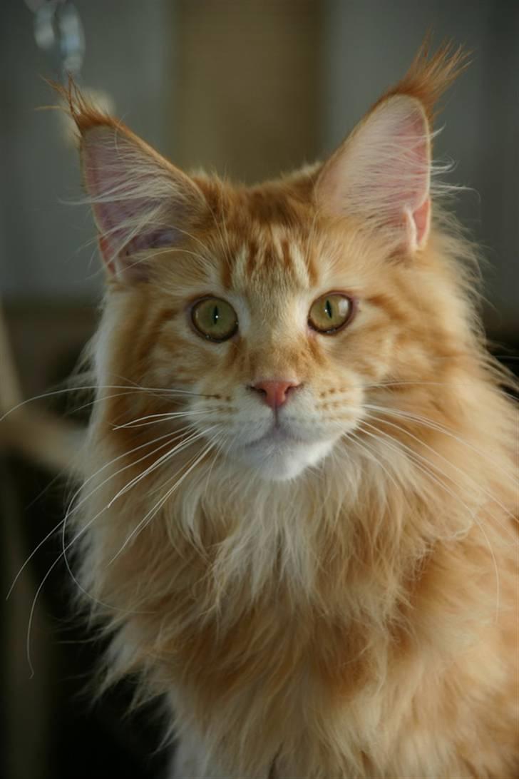Maine Coon Micharlo's Dior billede 19