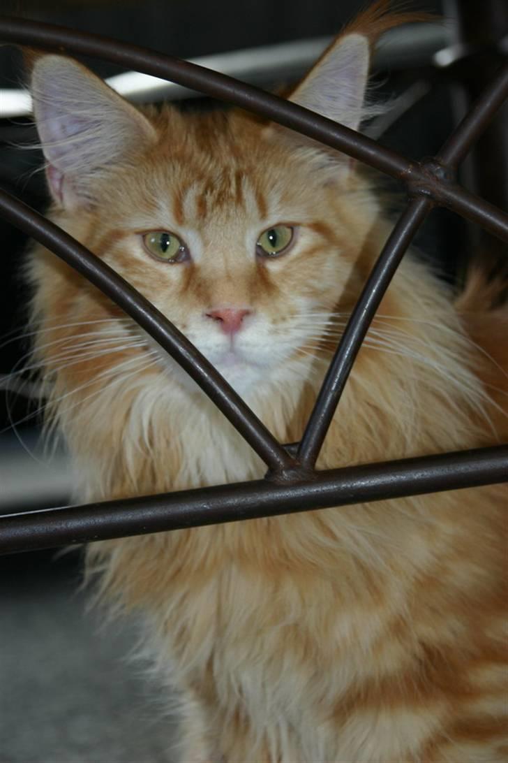 Maine Coon Micharlo's Dior billede 20