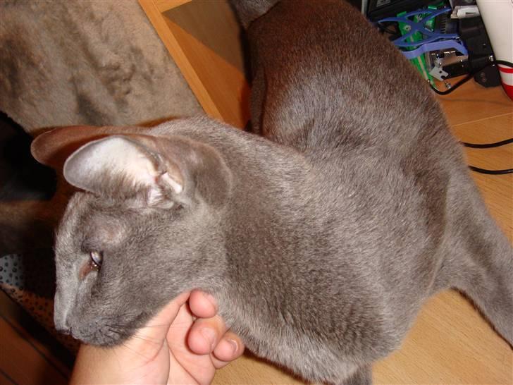 Orientaler Likita Doffy (Ming) R.I.P - Så holder mor mig lige i hovedet jeg er jo såååååh fiiiin :D billede 6