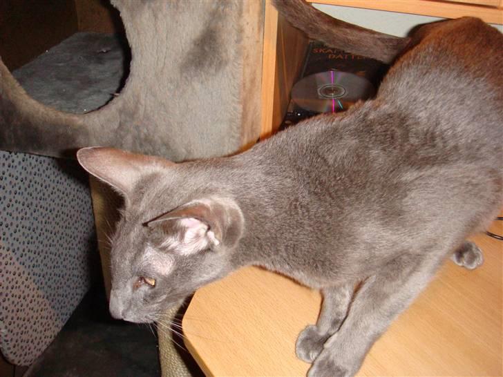 Orientaler Likita Doffy (Ming) R.I.P - Jeg holder lige øje med lille bror (Arkibal Hund) Han har taget min mus :O billede 7