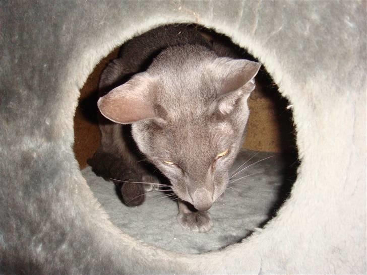 Orientaler Likita Doffy (Ming) R.I.P - Mig Ming i min hemmelige hule :P  billede 8