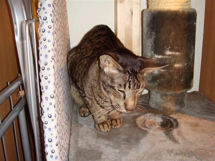 Orientaler Thurah Sochin R.I.P - Jeg sover ikke mor det lover jeg ZZzZzzZZzZzZZzZ billede 6