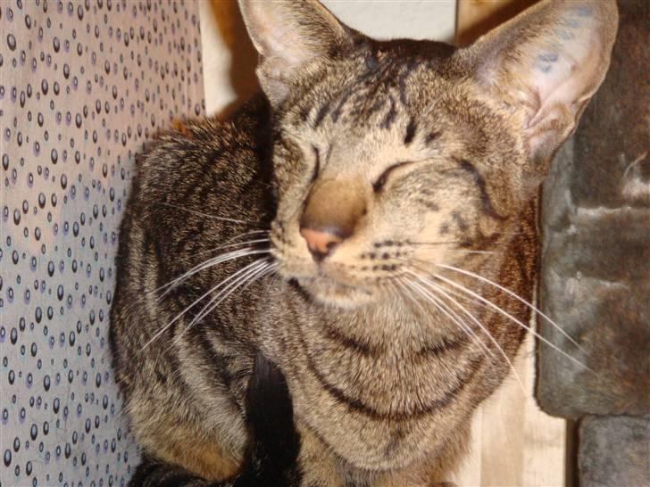 Orientaler Thurah Sochin R.I.P - Hader altså den blitz :S men STORT smil til dig mor :D billede 7