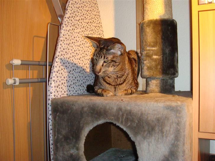 Orientaler Thurah Sochin R.I.P - Jeg udspionere Ming :D Hahahaha billede 8