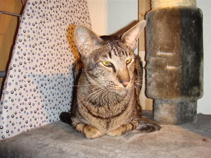 Orientaler Thurah Sochin R.I.P - Hva gør lidt søvn i øjene :D Bare tegn på at jeg har sovet godt :D billede 9