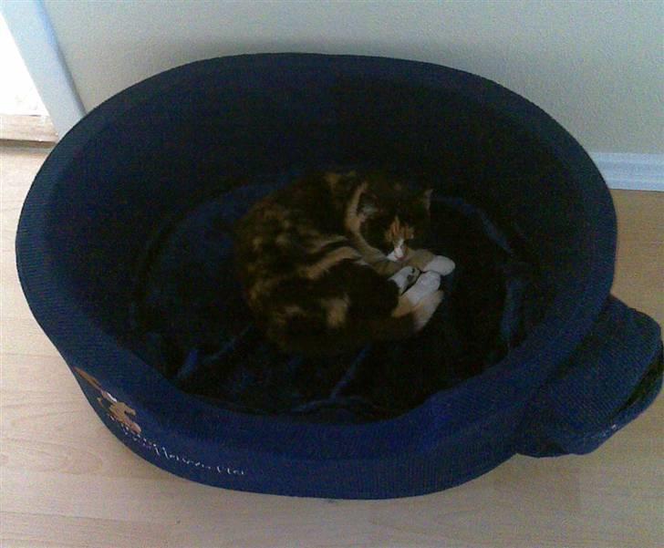 Huskat Molly billede 8