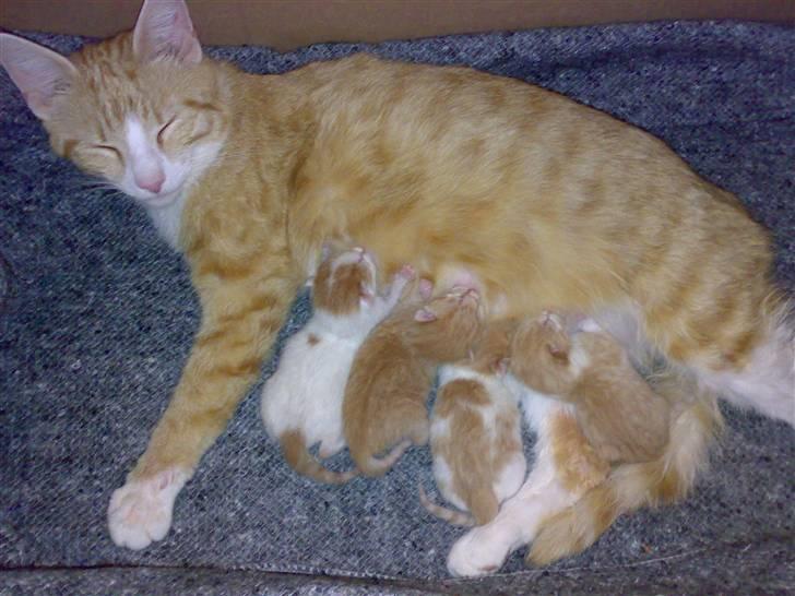 Huskat lost - her er jeg så med mine unger de kom til verden den 18/7-08 billede 9