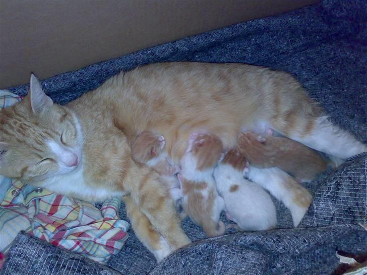 Huskat lost - er de ikke dejlige billede 10