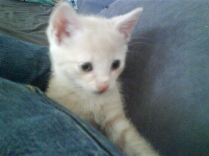 Huskat kirby :) - kirby kig billede 1