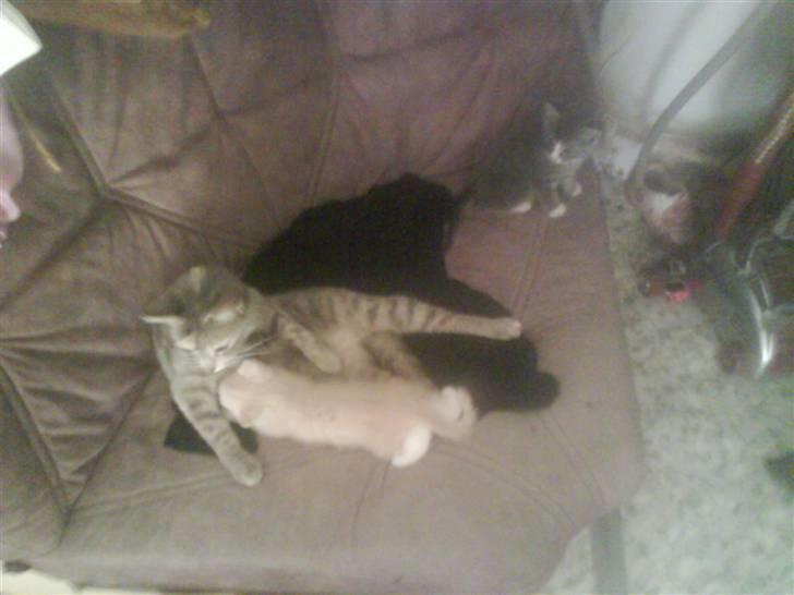 Huskat kirby :) - MAD MAD billede 2