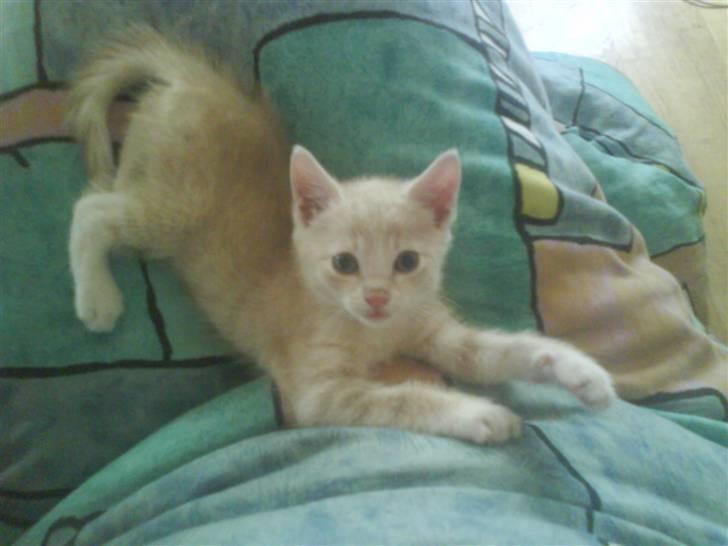 Huskat kirby :) billede 3