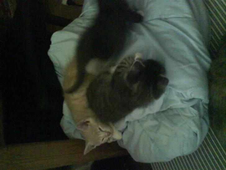 Huskat kirby :) - mig og mine søskende billede 4