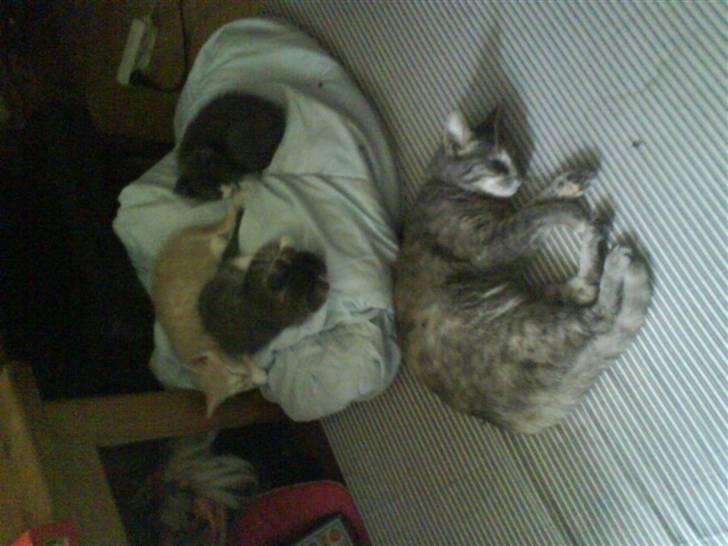 Huskat kirby :) - mig min mor og mine søskende sover billede 5