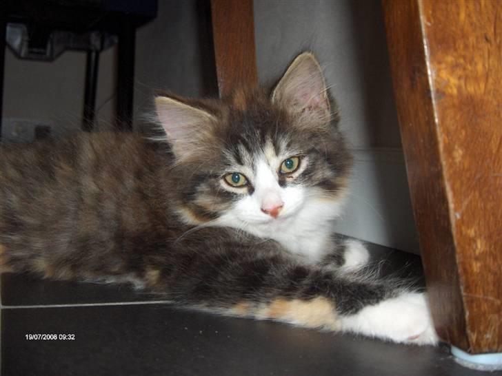 Norsk Skovkat Lady - Er jeg ikke bare sød?! :-P billede 1