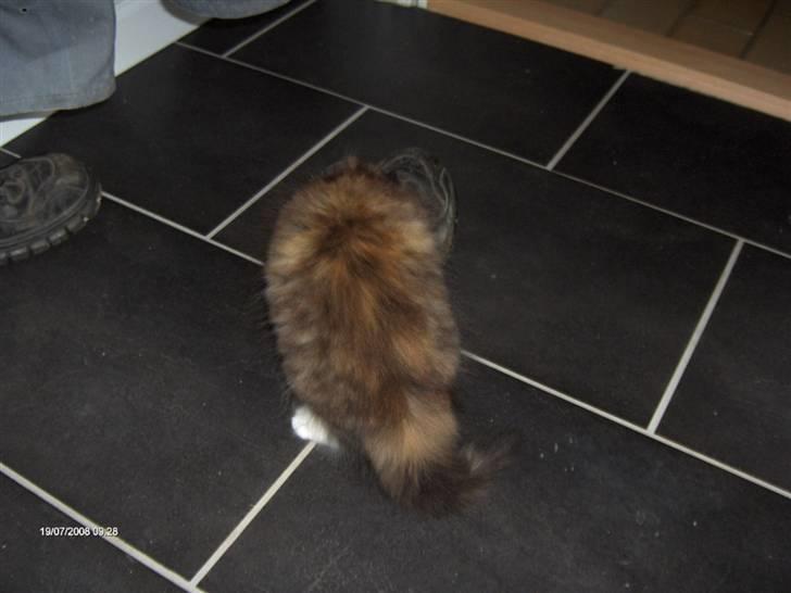 Norsk Skovkat Lady - Undersøger lige fars sko :-) billede 2