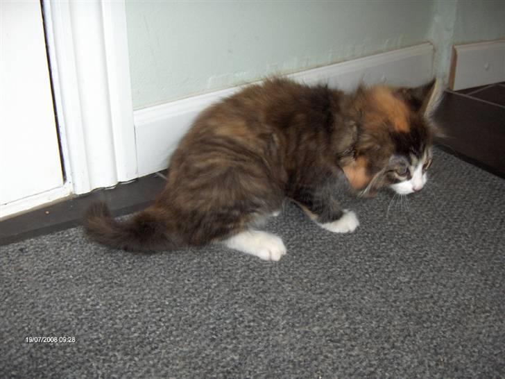 Norsk Skovkat Lady billede 3