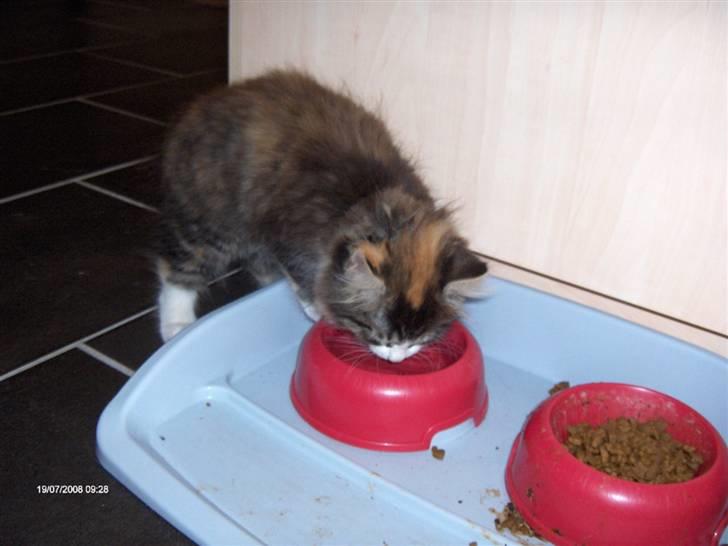 Norsk Skovkat Lady billede 4