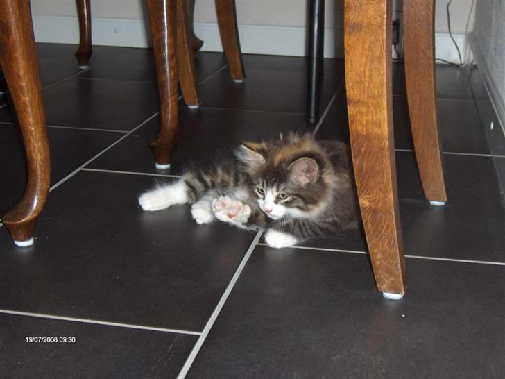 Norsk Skovkat Lady billede 5