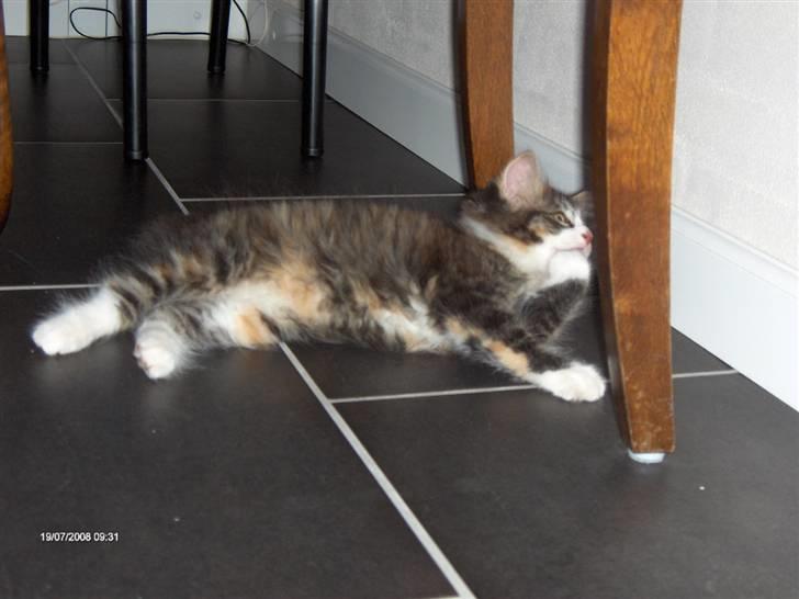 Norsk Skovkat Lady billede 6