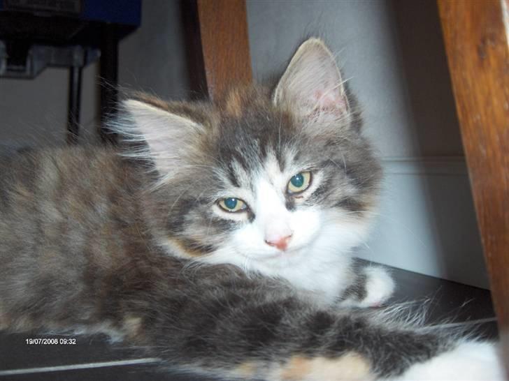 Norsk Skovkat Lady billede 7