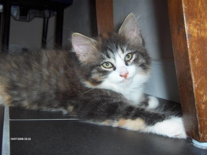 Norsk Skovkat Lady billede 8