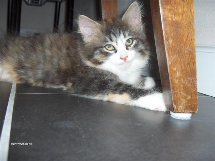 Norsk Skovkat Lady billede 9