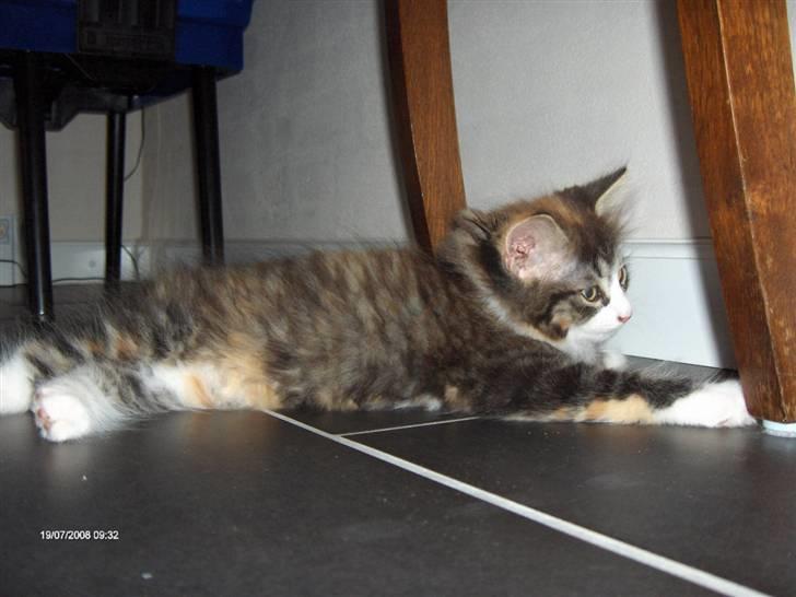 Norsk Skovkat Lady billede 10