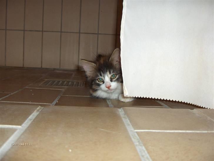 Norsk Skovkat Lady - Skal vi lege gemme?! billede 11