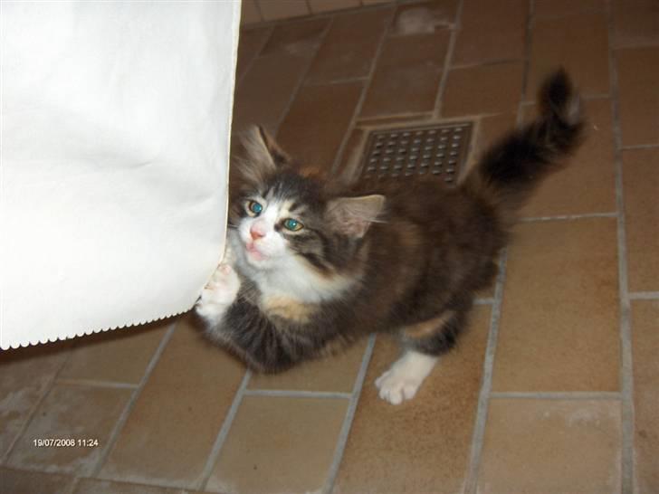 Norsk Skovkat Lady - Haps! Så fik jeg lige bruseforhænget! billede 12