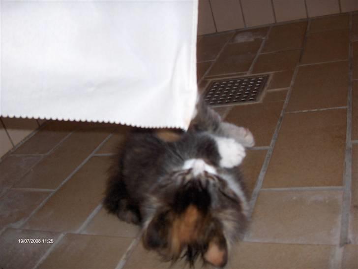 Norsk Skovkat Lady - Grrr!!!! Jeg er en farlig tiger!!! billede 13