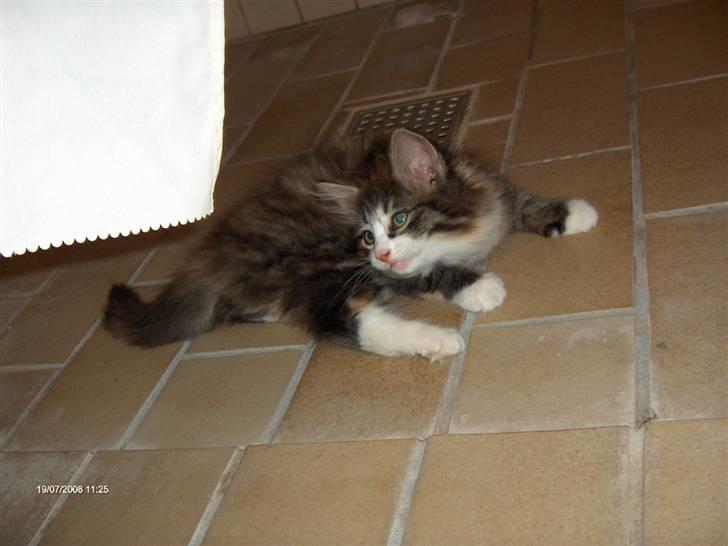 Norsk Skovkat Lady - Så legesyg! billede 14