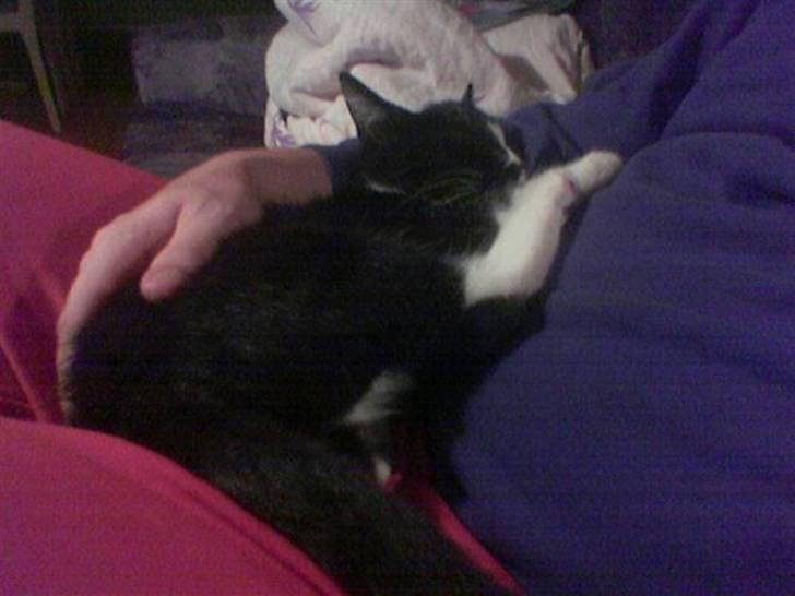 Huskat MIS - Sover billede 4