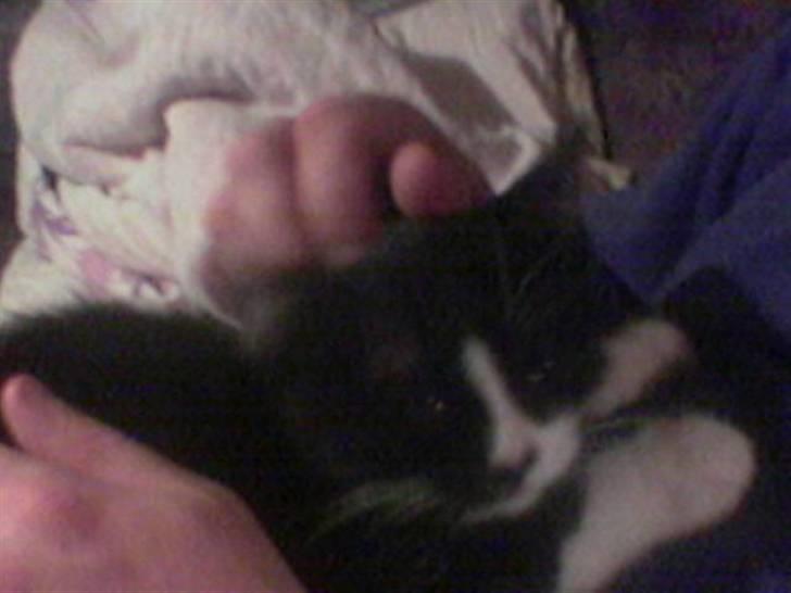 Huskat MIS - Nusse nusse nusse billede 5