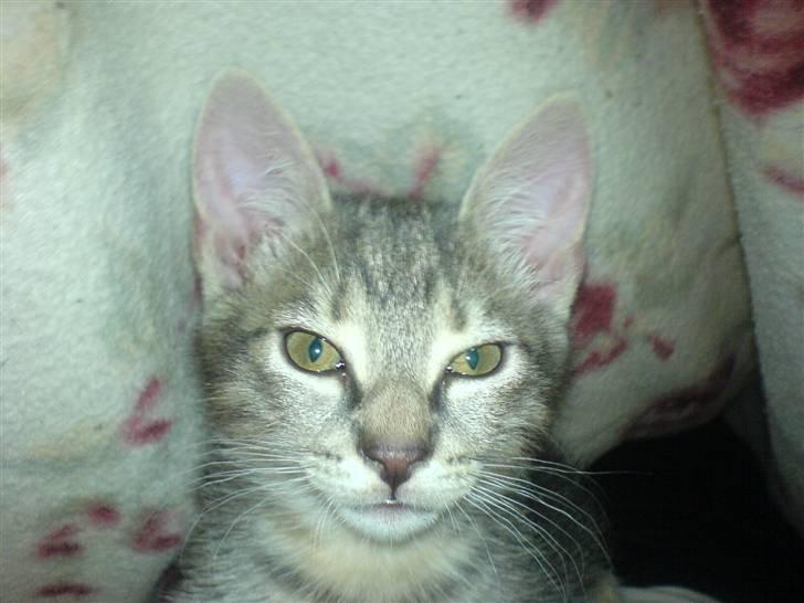 Europé dk Zawi fanandiz - hey jeg er ZAWI  billede 1