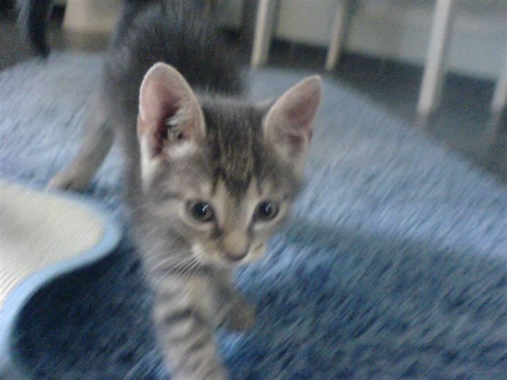 Europé dk Zawi fanandiz - welkommen til min profil billede 2