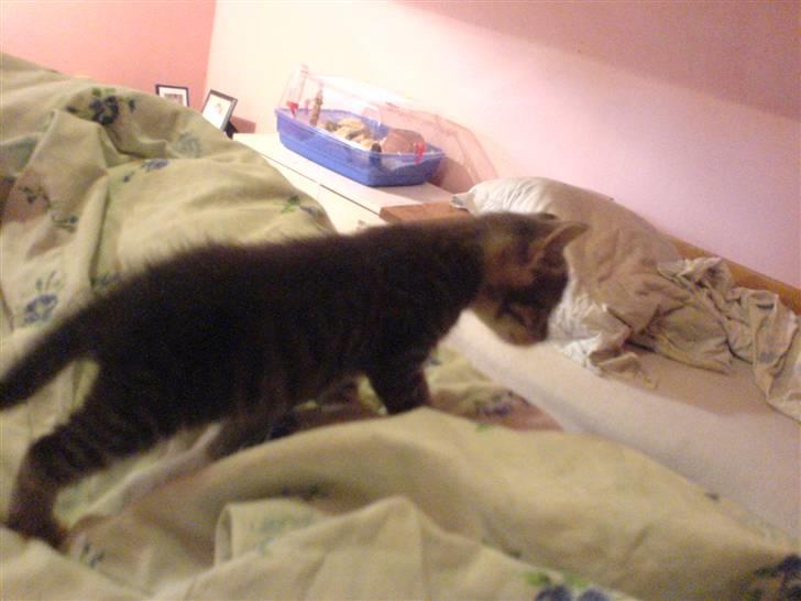 Europé dk Zawi fanandiz billede 3