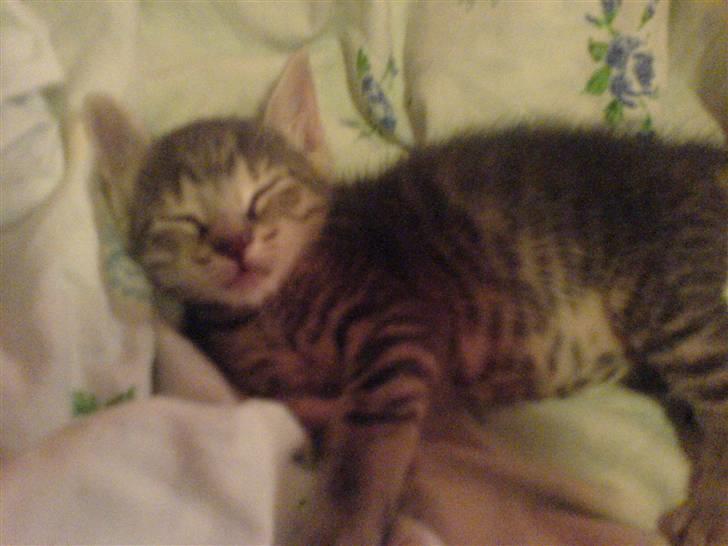 Europé dk Zawi fanandiz - jeg er jo ved at sove billede 4